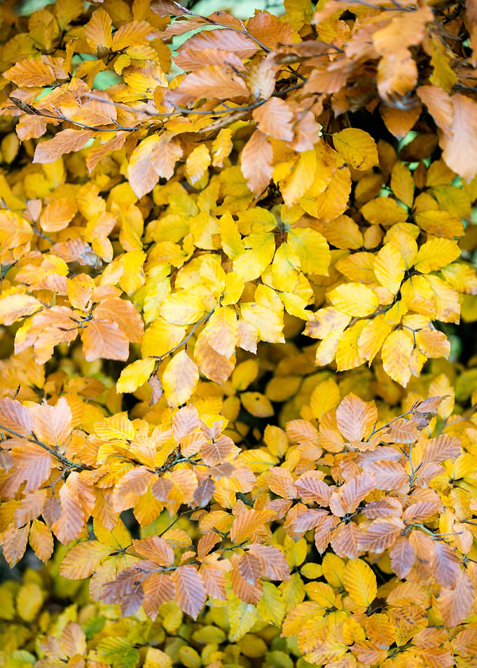 Autumn leaves macro prints