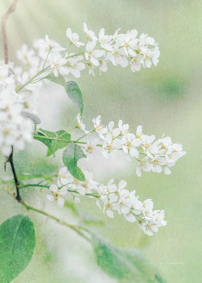 white fairytale 1