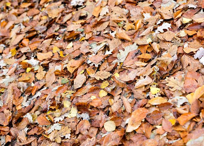 Autumn leaves on ground