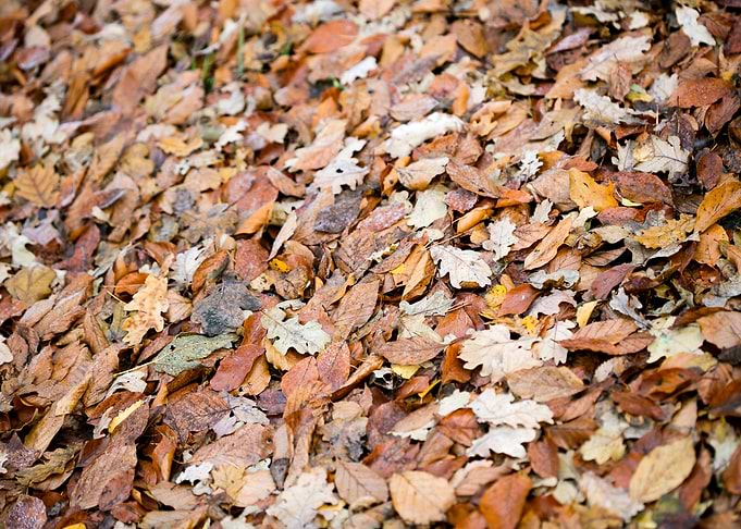 Autumn leaves on ground
