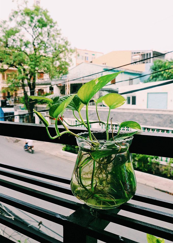 plant failed water