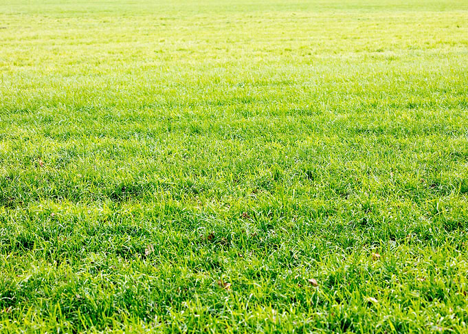 Grass leafs macro prints