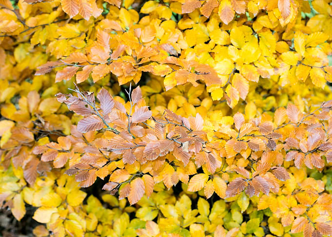 Autumn leaves macro prints