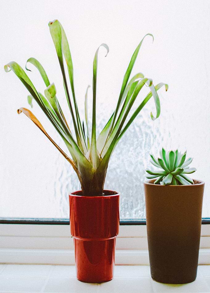 plant indors