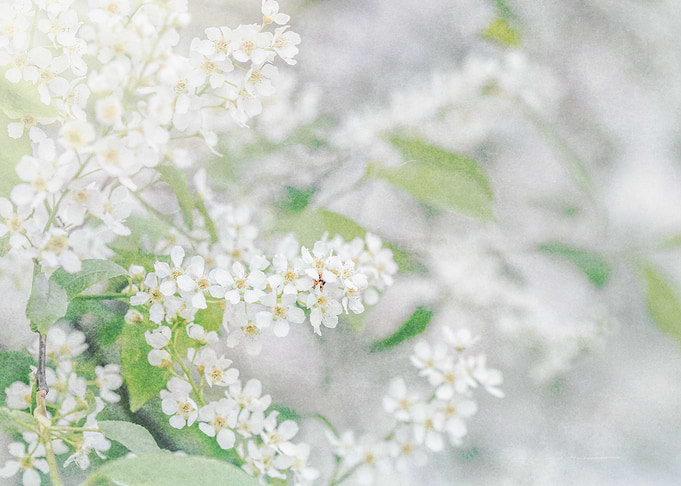 white fairytale 3