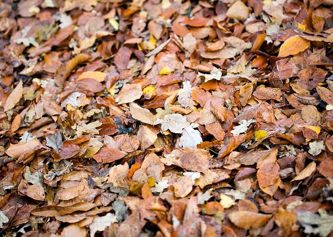Autumn leaves on ground