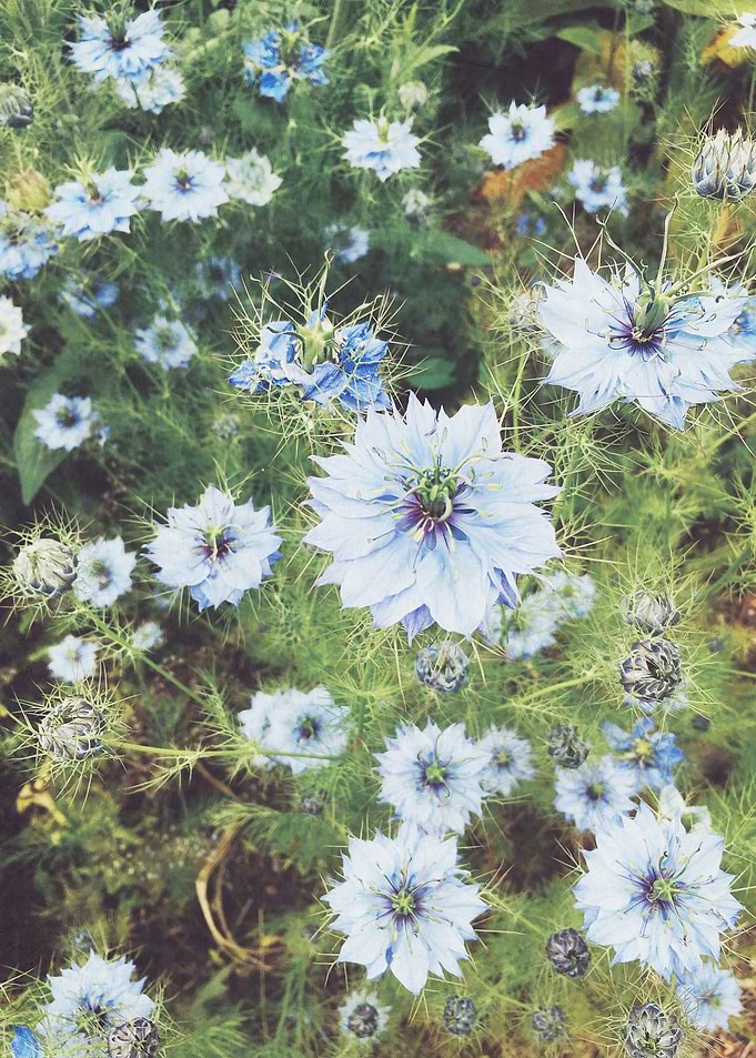 Blue Garden