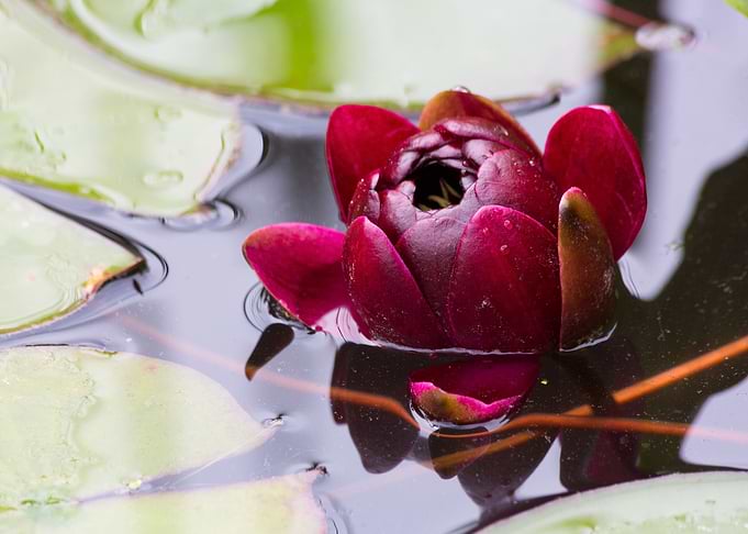 Lovely flower