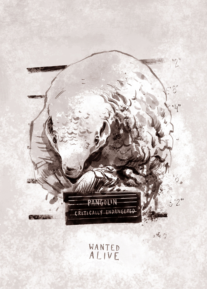 Pangolin