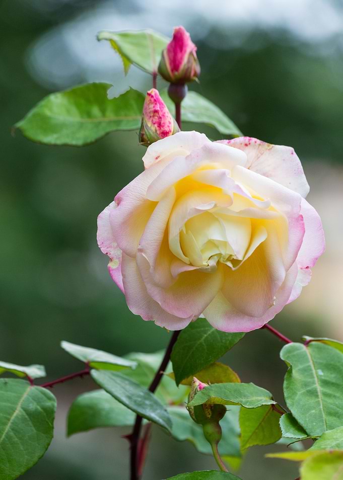 Lovely flower