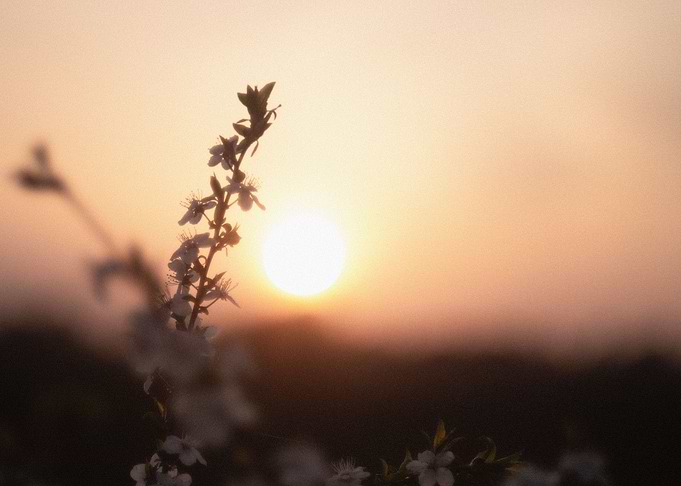 Pink Evening