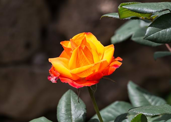 Lovely flower