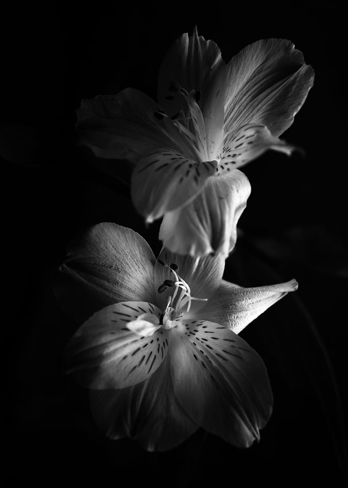 Alstroemerias 2