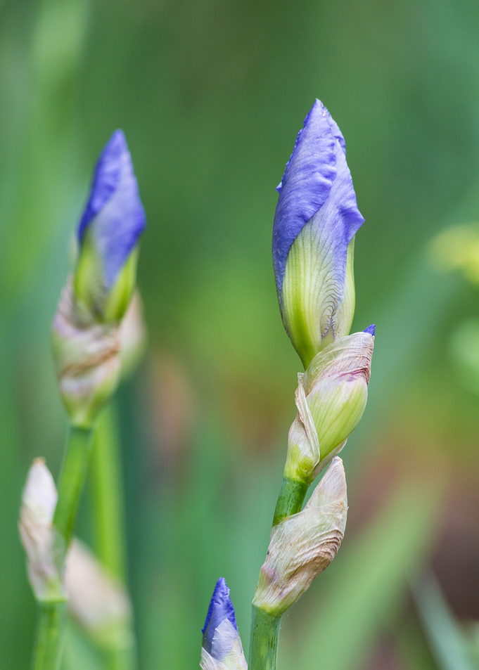 Lovely flower