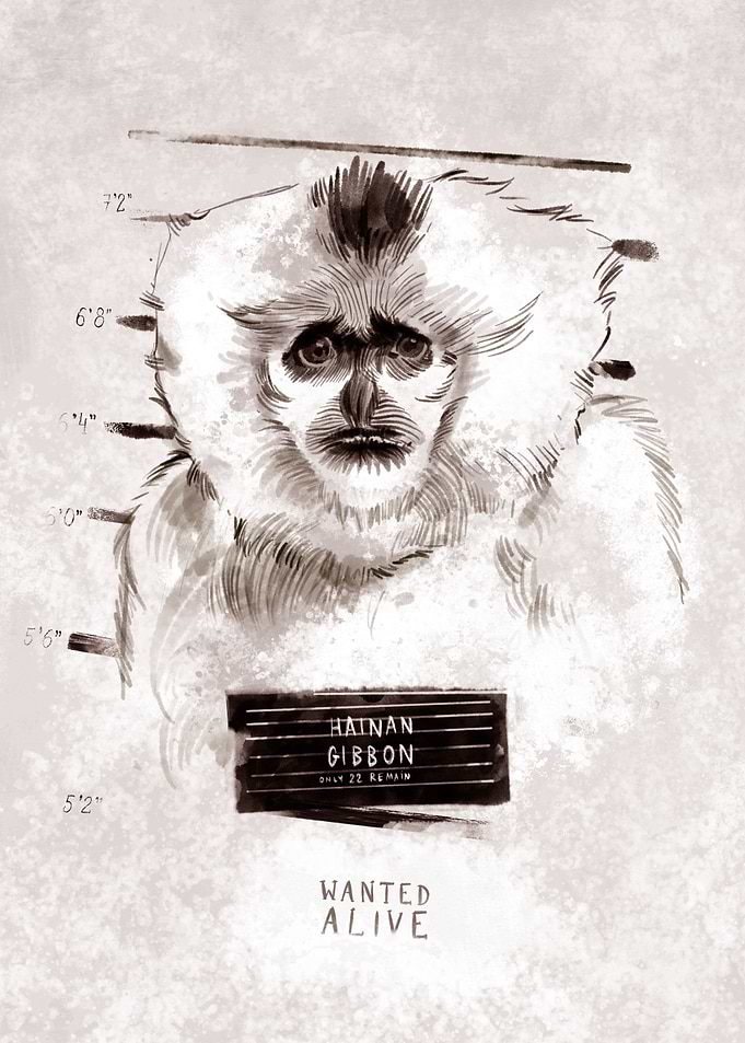 Hainan gibbon