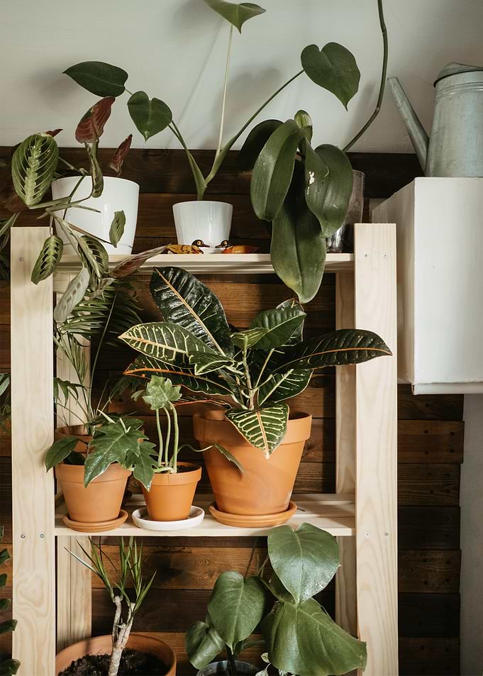 plant green