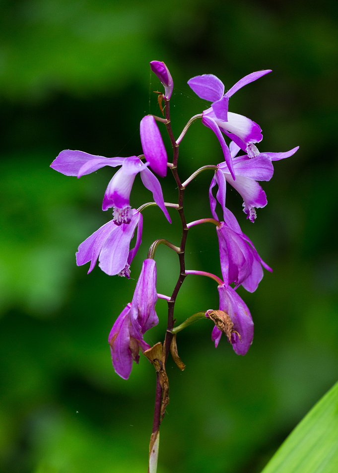 Lovely flower