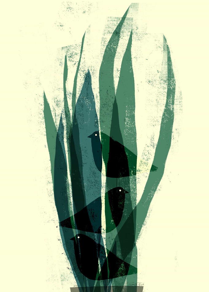 Agave birds