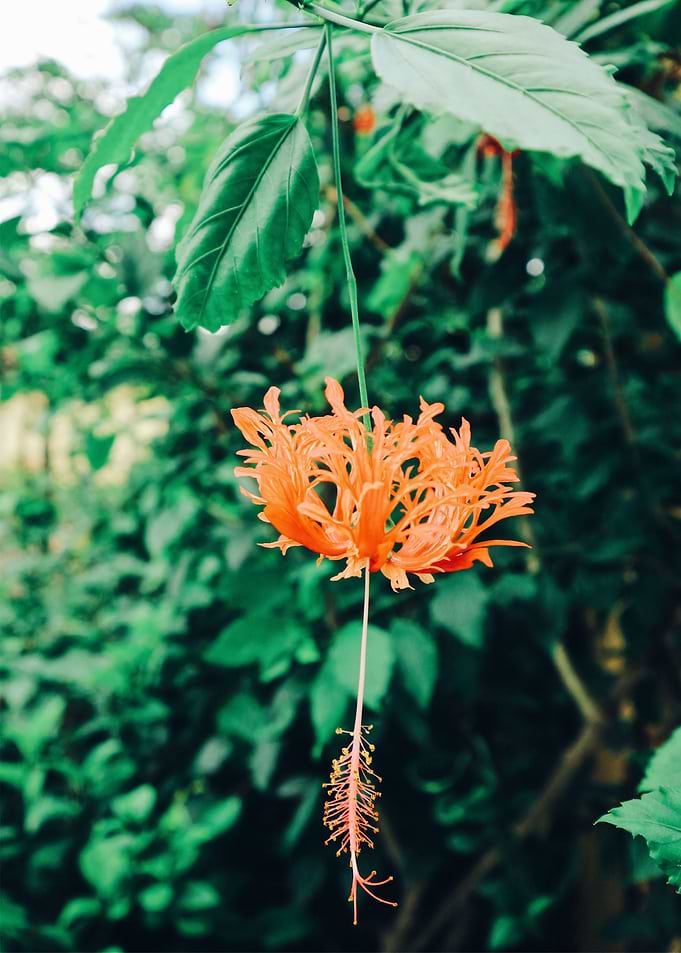 range flower