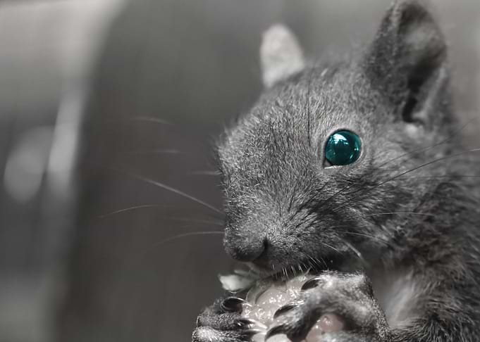 Cute Squirrel