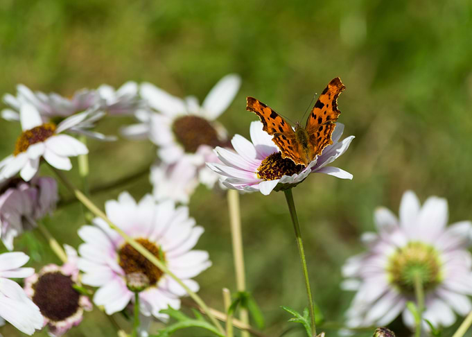 Lovely flower