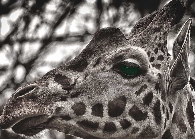 Giraffe Wallpaper