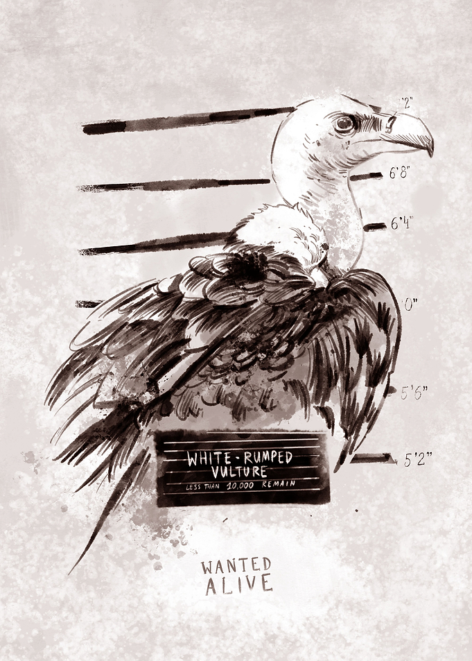 White rumped vulture