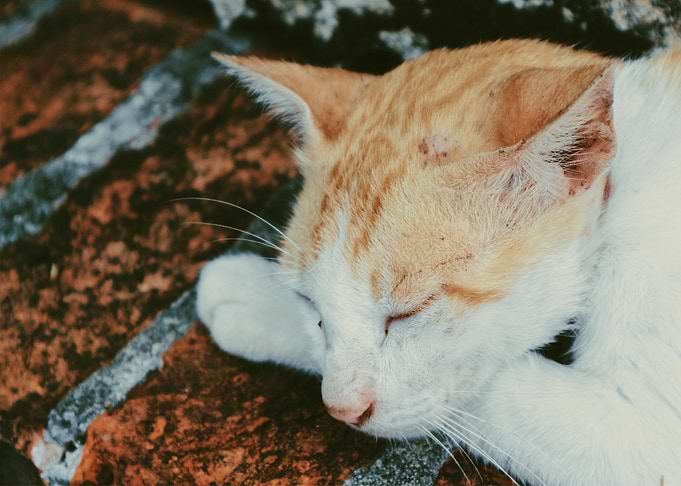 sleep cat