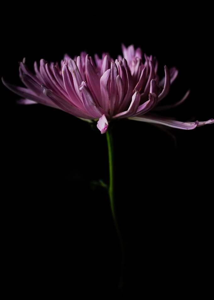 Daisy 1