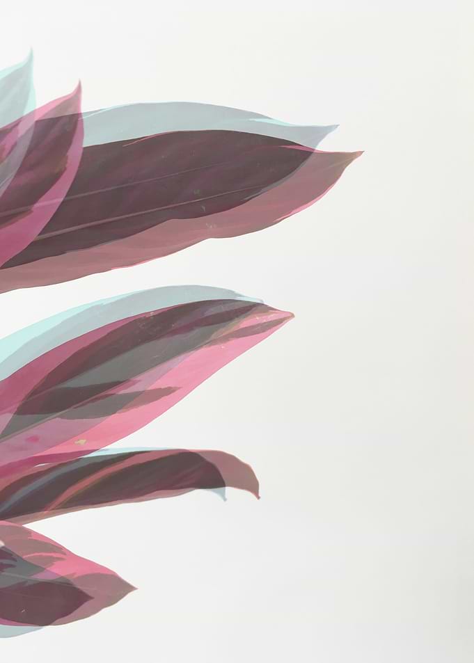 Ghost Leaves