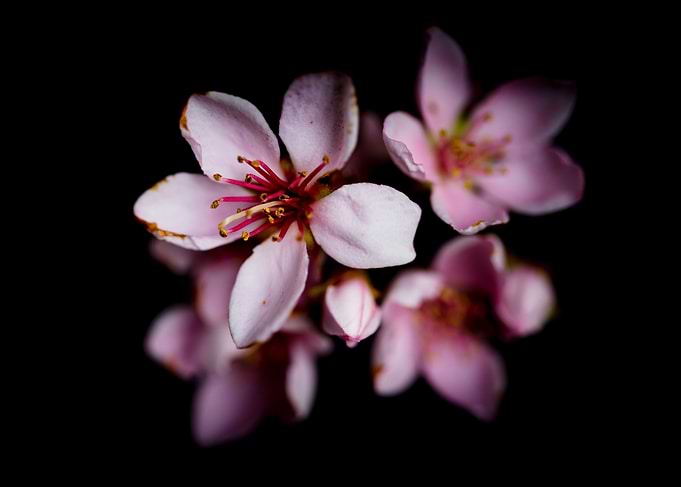 Indian Hawthorne