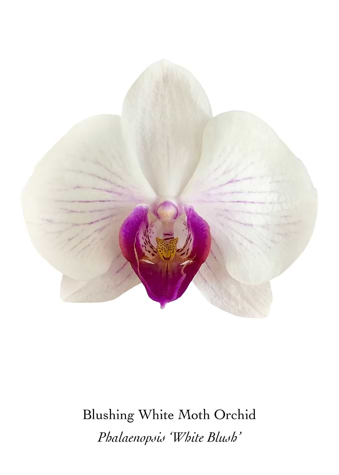 Blushing White Moth Orchid