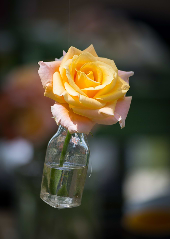Lovely flower