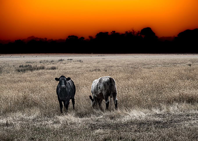 Cows Under A Sunburt Sky