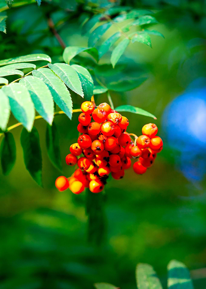 Red Ashberries Green Tree