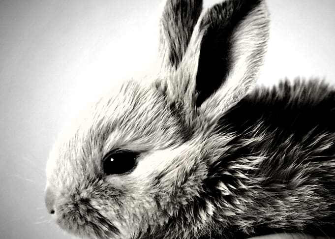 Cute Rabbit Wallpaper