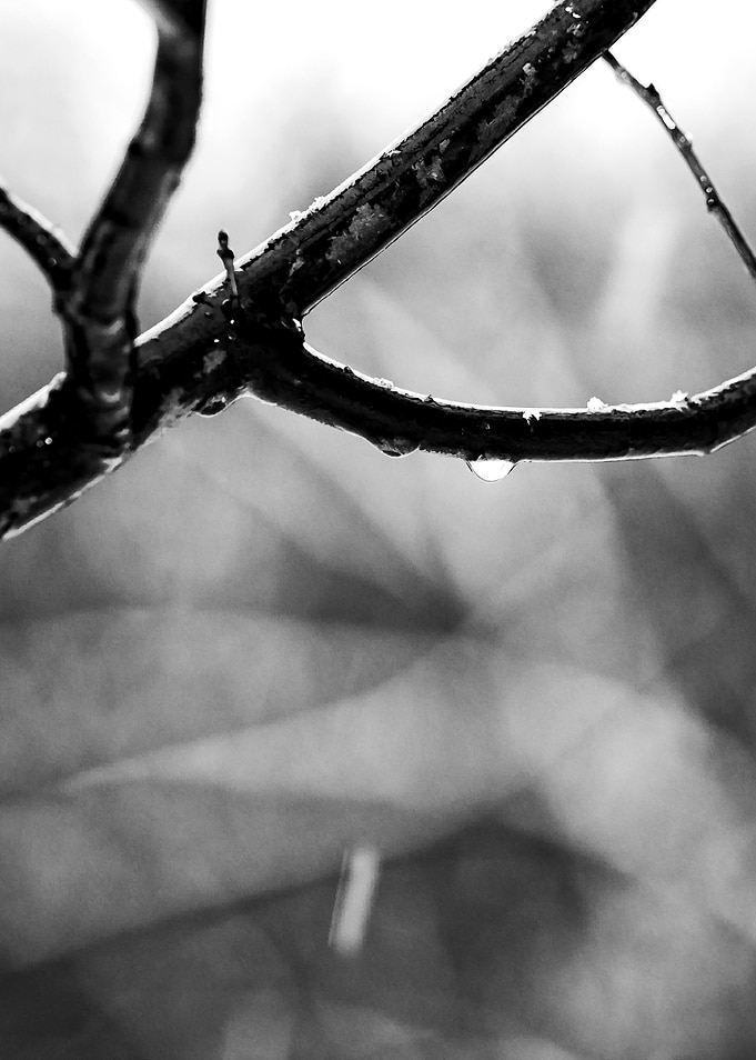 Tree Branch Autumn Rain