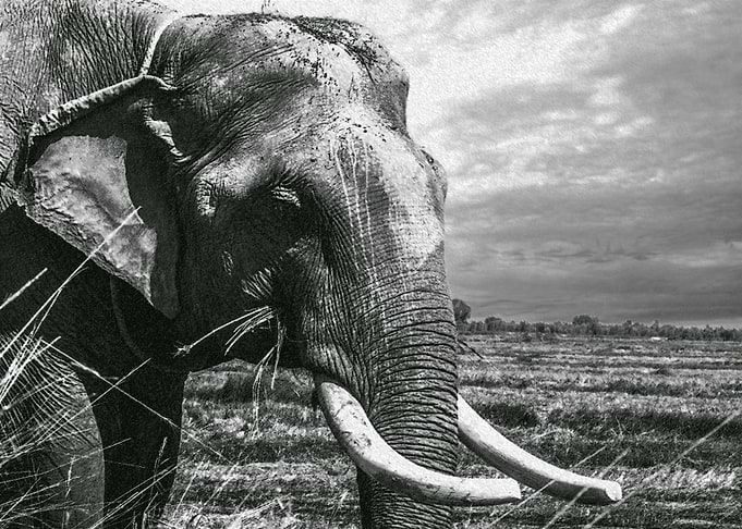 Elephant in Africa