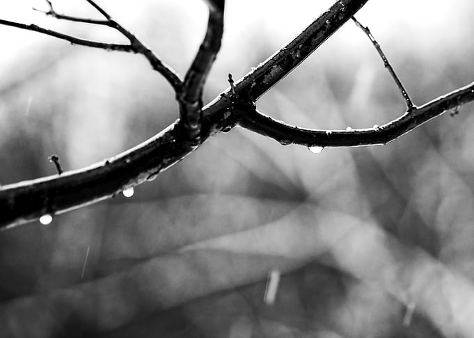 Tree Branch Autumn Rain