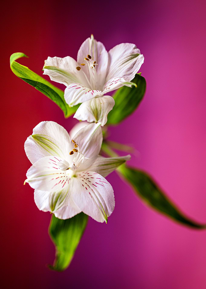 Alstroemerias 1