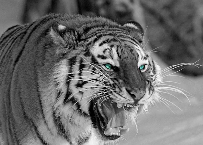 Angry Tiger Roaring