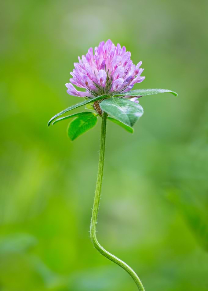 Lovely flower