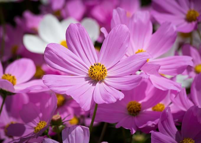 Lovely flower