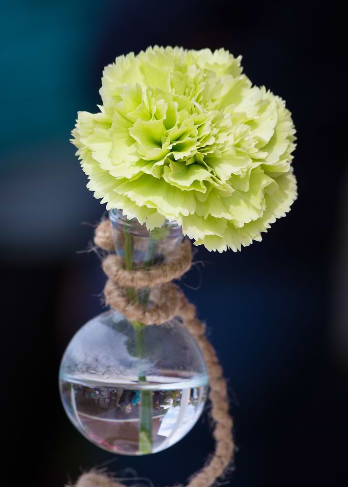 Lovely flower