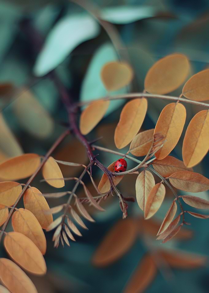 Ladybug in Fall