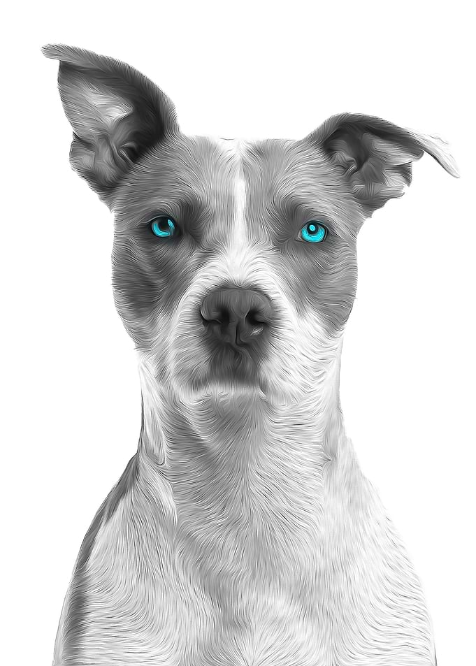 Dog Portrait