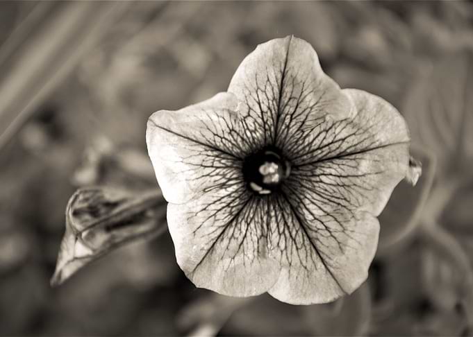 The Eye of Nature