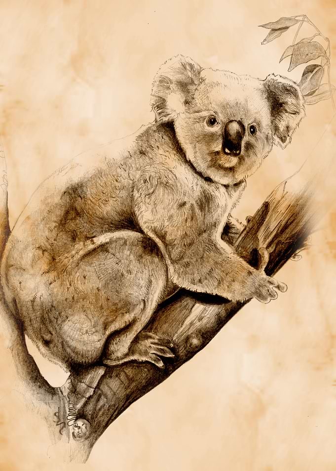 Koala