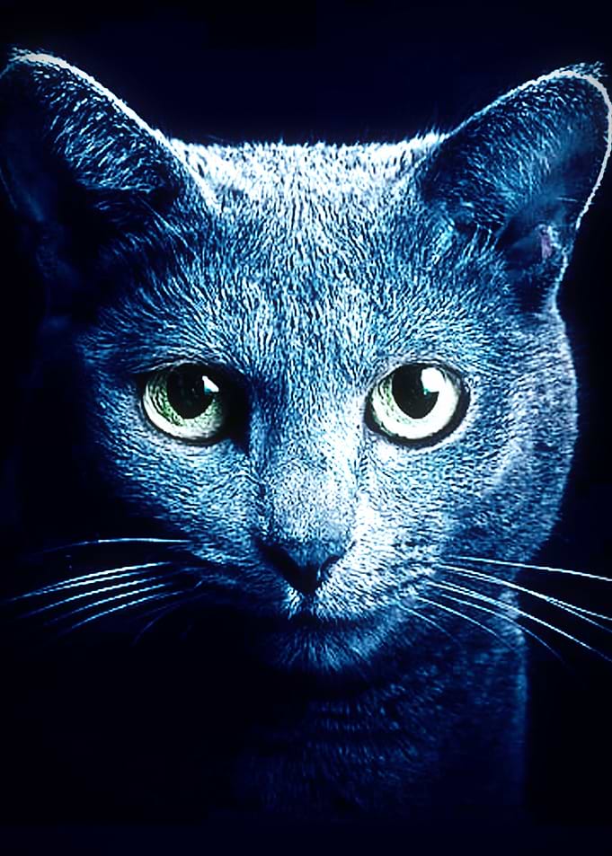Blue Cat Neon Light