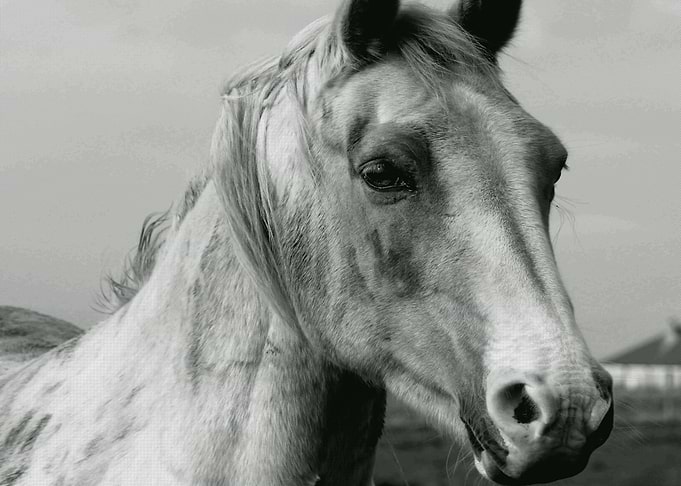 Horse Art Wallpaper